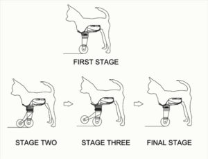 CADD Design Stages of Dog Wheelchair