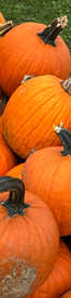 October Webinar Bar Pumpkins